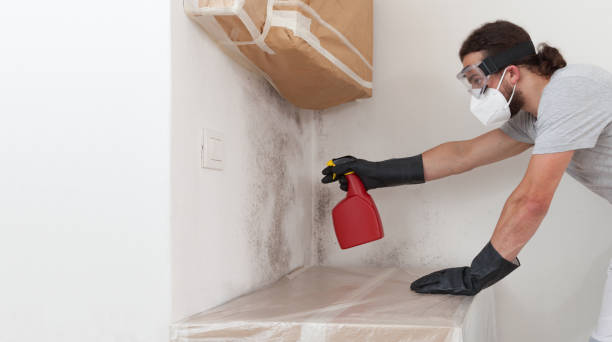 Basement Mold Remediation treatment on basement walls in Temperanceville